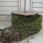 Moss Ribbon-